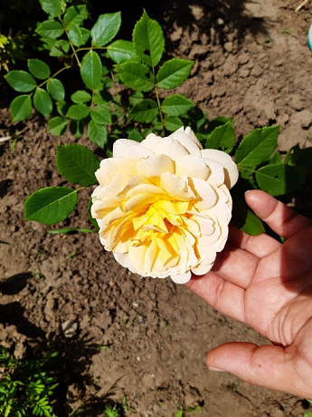 Троянда флорибунда "Friesia" (саджанець класу АА +) вищий сорт - фото 4