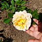 Троянда флорибунда "Friesia" (саджанець класу АА +) вищий сорт