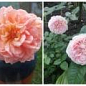Роза английская серии Девида Остина "Абрахам Дерби" (саженец класса АА+) высший сорт цена