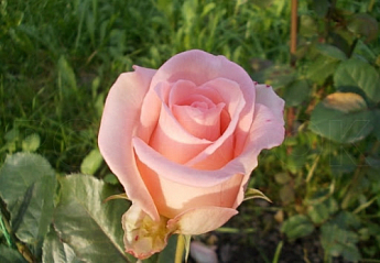 Троянда чайно-гібридна "Титанік" (саджанець класу АА +) вищий сорт - фото 3