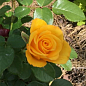 Роза чайно-гибридная "Керио" (саженец класса АА+) высший сорт цена