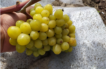 Виноград "Бажена" (дуже ранній термін дозрівання, великі грона масою до 1500г) - фото 3