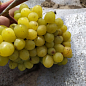 Виноград "Бажена" (дуже ранній термін дозрівання, великі грона масою до 1500г) цена