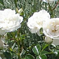 Троянда англійська "Біла сенсація" (саджанець класу АА +) вищий сорт цена