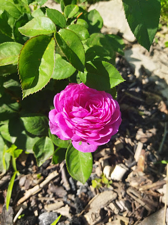 Троянда  флорібунда «Ebb Tide» (саджанець класу АА +) вищий сорт - фото 3