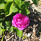 Троянда  флорібунда «Ebb Tide» (саджанець класу АА +) вищий сорт цена