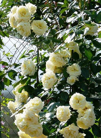 Троянда плетиста "Elfe" (саджанець класу АА +) вищий сорт - фото 3