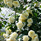 Роза плетистая "Elfe" (саженец класса АА+) высший сорт цена
