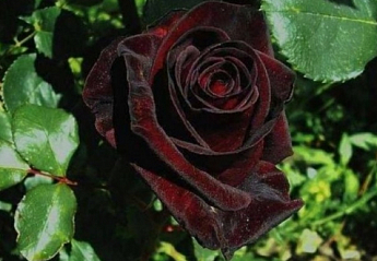 Роза плетистая "Черный принц" (саженец класса АА+) высший сорт - фото 3