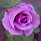 Роза чайно-гибридная "Голубой нил" (саженец класса АА+) высший сорт