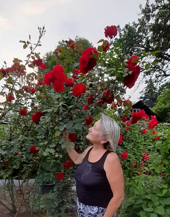 Троянда плетиста "Фламентанз" (саджанець класу АА +) вищий сорт - фото 5