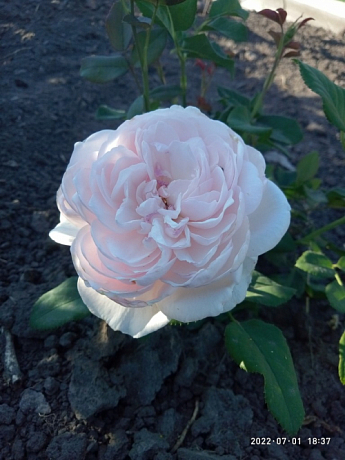 Эксклюзив! Роза английская плетистая розовая "Маршмеллоу" (Marshmallow) (саженец класса АА+, премиальный морозостойкий сорт) - фото 3