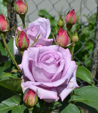 Роза плетистая "Indigoletta" (саженец класса АА+) высший сорт - фото 5