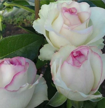 Троянда чайно-гібридна "Белла Віта" (саджанець класу АА +) вищий сорт - фото 6