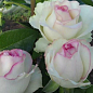 Троянда чайно-гібридна "Белла Віта" (саджанець класу АА +) вищий сорт