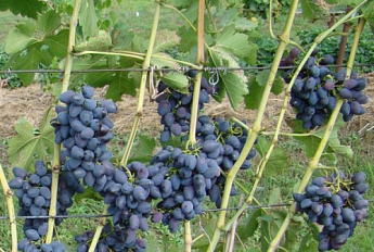 Виноград "Викинг" (ранний срок созревания, в гроздях отсутствует горошения) - фото 3