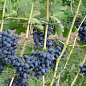 Виноград "Викинг" (ранний срок созревания, в гроздях отсутствует горошения) цена