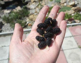 Шелковица крупноплодная "Стамбульская чёрная" (летний сорт, средний срок созревания) - фото 4