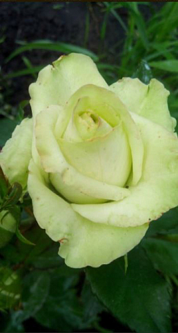 Троянда чайно-гібридна "Super Green" (саджанець класу АА +) вищий сорт - фото 3
