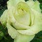 Роза чайно-гибридная "Super Green" (саженец класса АА+) высший сорт цена