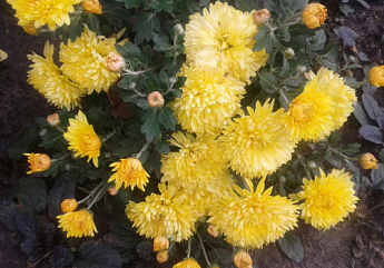 Хризантема "Cosmo Yellow" (низькоросла крупноквіткова) - фото 6