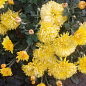 Хризантема "Cosmo Yellow" (низькоросла крупноквіткова)
