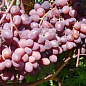 Эксклюзив! Виноград насыщенно-розовый "Звезды в шоке" (премиальный сорт, морозостойкий кишмиш, очень сладкий) цена