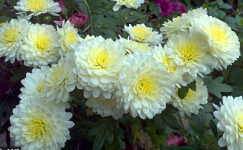 Хризантема  "Kodiak White" (низкорослая среднецветковая) - фото 4