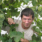 Виноград "Лора" (ранній термін дозрівання, дуже тривала збереження ягід) цена