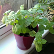 М'ята Мохіто "Mint Mojito"