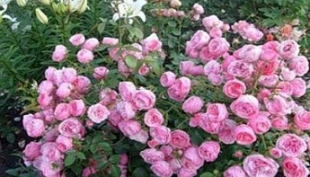 Роза флорибунда "Peony Pink"(Пиони Пинк) - фото 14