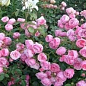 Роза флорибунда "Peony Pink"(Пиони Пинк)