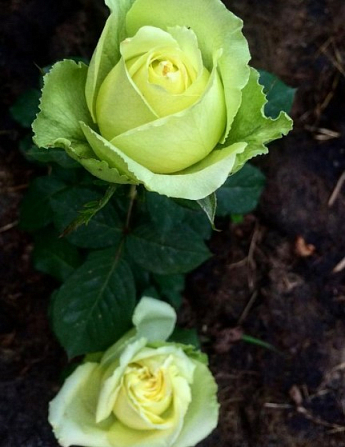 Роза чайно-гибридная "Super Green" (саженец класса АА+) высший сорт - фото 4
