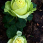 Роза чайно-гибридная "Super Green" (саженец класса АА+) высший сорт
