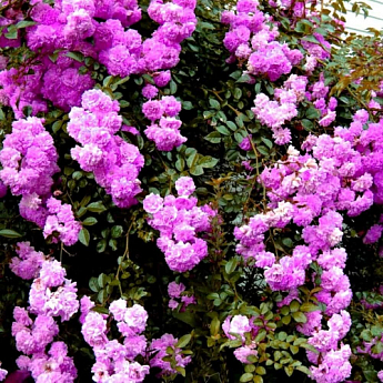 Роза плетистая "Виолет Парфюм" (саженец класса АА+) высший сорт - фото 3