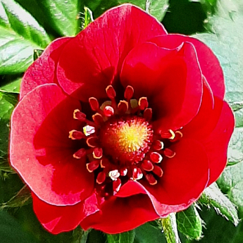 Полуниця ампельна Махровоквітуча "Rose" (ремонтантний ранній сорт) - фото 2