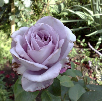 Роза чайно-гибридная "Блю Мун" (очень ароматная!) (саженец класса АА+) высший сорт - фото 4