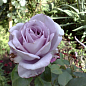 Троянда чайно-гібридна "Блю Мун" (дуже ароматна!) (Саджанець класу АА +) вищий сорт