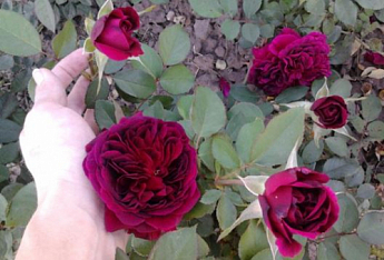 Роза англійська "Falstaff®" (саджанець класу АА +) вищий сорт - фото 2