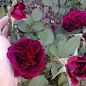 Роза английская "Falstaff®" (саженец класса АА+) высший сорт купить