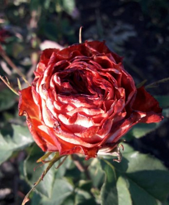 Роза чайно-гибридная "Кофе Брейк" (саженец класса АА+) высший сорт - фото 3