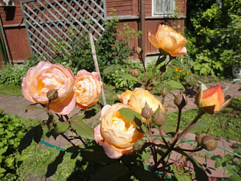 Эксклюзив! Роза английская оранжево-белая "Сказочница" (Fairy Tale) (саженец класса АА+, премиальный ароматный сорт) - фото 3