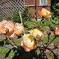 Ексклюзив! Троянда англійська помаранчево-біла "Казкарка" (Fairy Tale) (саджанець класу АА +, преміальний ароматний сорт) цена