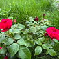 Роза плетистая "Пол скарлет клаймер" (саженец класса АА+) высший сорт цена