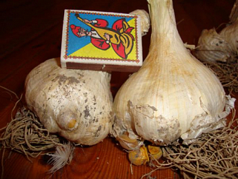 Луко-чеснок "Рокамболь", воздушные луковички (бульбочки) 10шт - фото 3