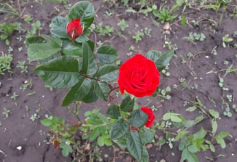 Роза чайно-гибридная "Норита" (саженец класса АА+) высший сорт - фото 2