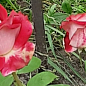 Роза чайно-гибридная "Осирия" (саженец класса АА+) высший сорт цена