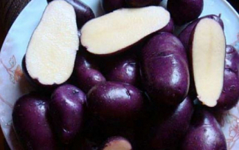 Картофель "Фиолетик" семенной (1 репродукция) 1кг - фото 2