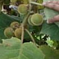 Наранхілья (луло) Solanum quitoense 1 саджанець в упаковці купить