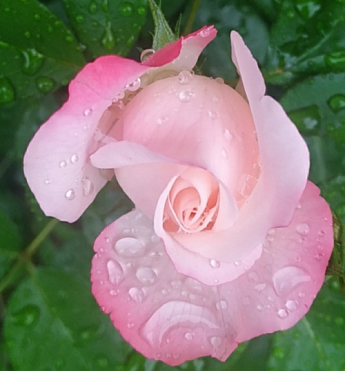 Троянда чайно-гібридна "Белла Віта" (саджанець класу АА +) вищий сорт - фото 4